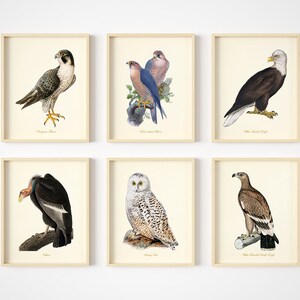 Vintage Bird Art Prints - Bird Wall Decor - Birds Of Prey - Bird Art - Conjunto de 6 - Sin marco