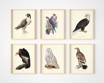 Vintage Bird Art Prints - Bird Wall Decor - Birds Of Prey - Bird Art -  Set of 6 - Unframed