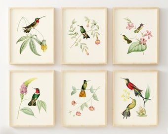 Hummingbird Art Prints - Bird Art - Botanical Wall Decor - Vintage Wall Art - Set of 6 - Unframed