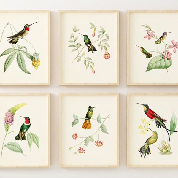 Hummingbird Art Prints - Bird Art - Botanical Wall Decor - Vintage Wall Art - Set of 6 - Unframed