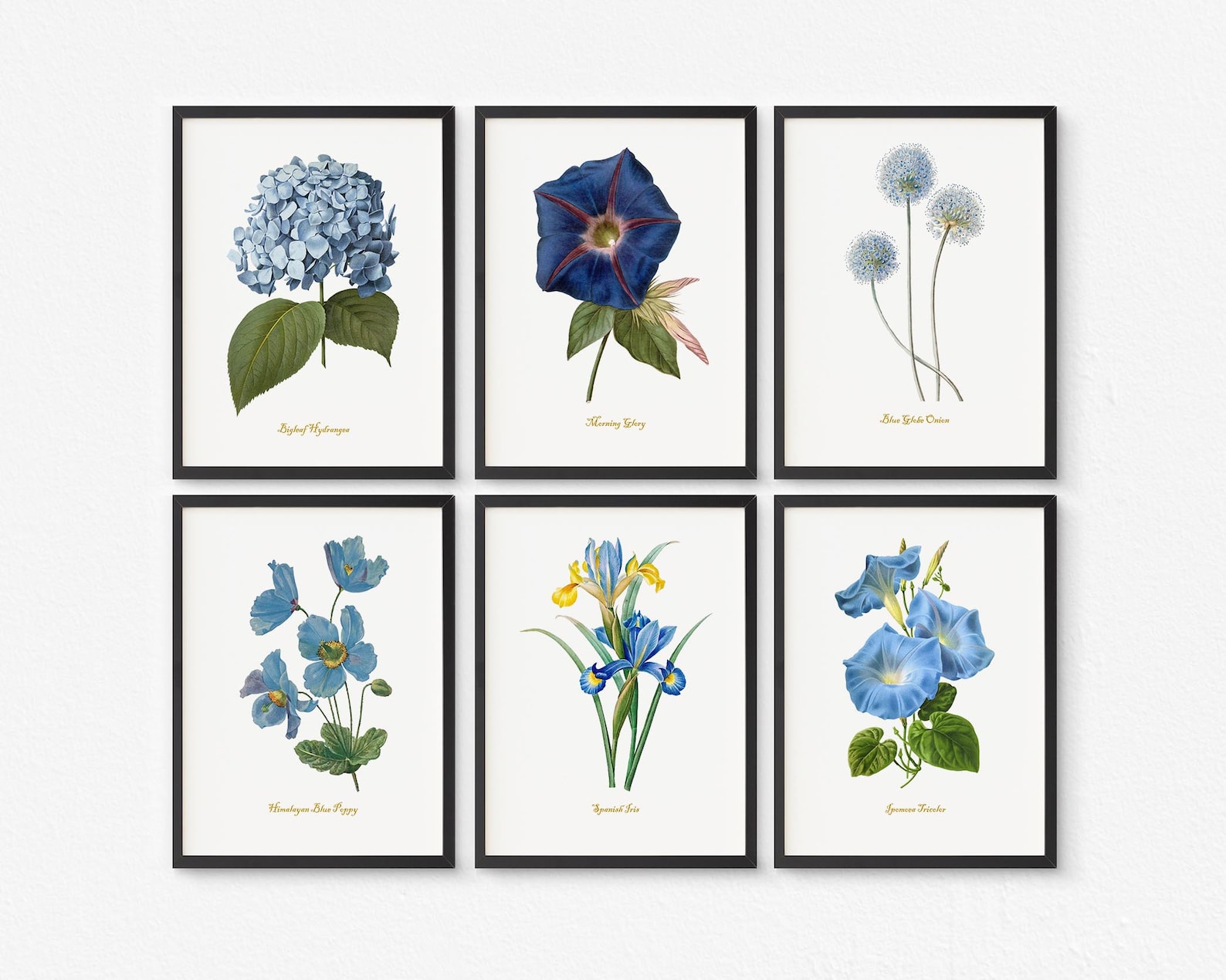 Blue Flower Wall Art Set of 6 Vintage Decor Botanical Wall Art Redoute