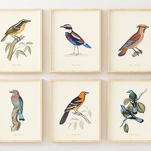 Vintage Bird Prints Wall Art Set of 6 – Audubon Botanical Bird Illustrations – Unframed Bird Art for Bathroom, Bedroom or Gallery Wall