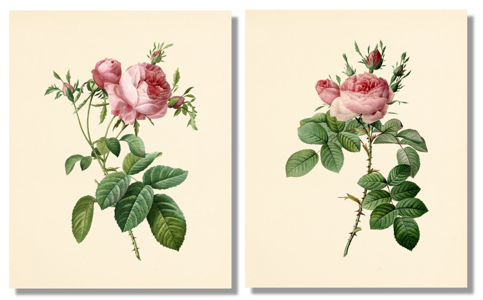 Vintage Pink Roses Wall Art Prints Set of 6 Botanical - Etsy