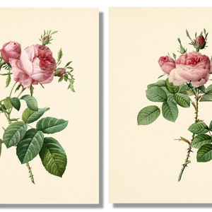 Vintage Pink Roses Wall Art Prints - Set of 6 - Botanical Prints ...