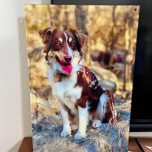 Op de afbeelding: Een rechthoekige metalen wandprint met een bruin-witte Australian Shepherd die op een rots zit. De hond heeft een witte bles op het gezicht, een roze tong en een kleurrijke botvormige penning aan de halsband. De achtergrond is een bos.