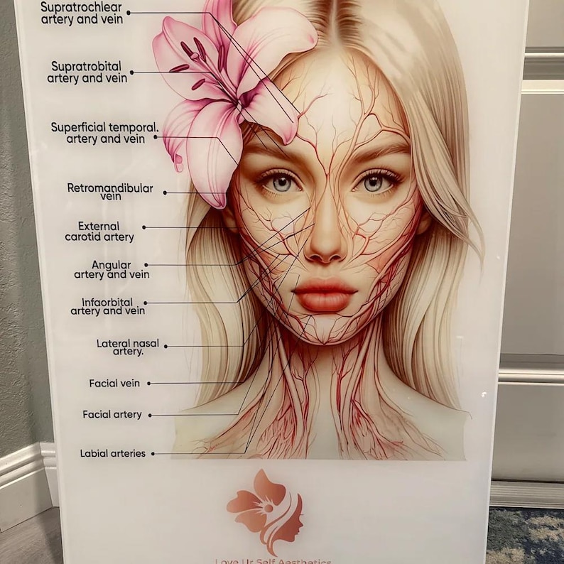 Op de afbeelding: Een anatomische poster met een blond persoon met een roze lelie in het haar. Het gezicht en de nek tonen een gedetailleerde rode vaatkaart met labels zoals Supratrochlear artery and vein, Supratrobital artery and vein en Labial arteries.