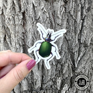 Beetle Sticker | Insect Stickers | Entomology Stickers