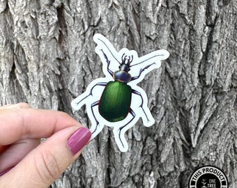 Beetle Sticker | Insect Vinyl Stickers | Entomology Stickers