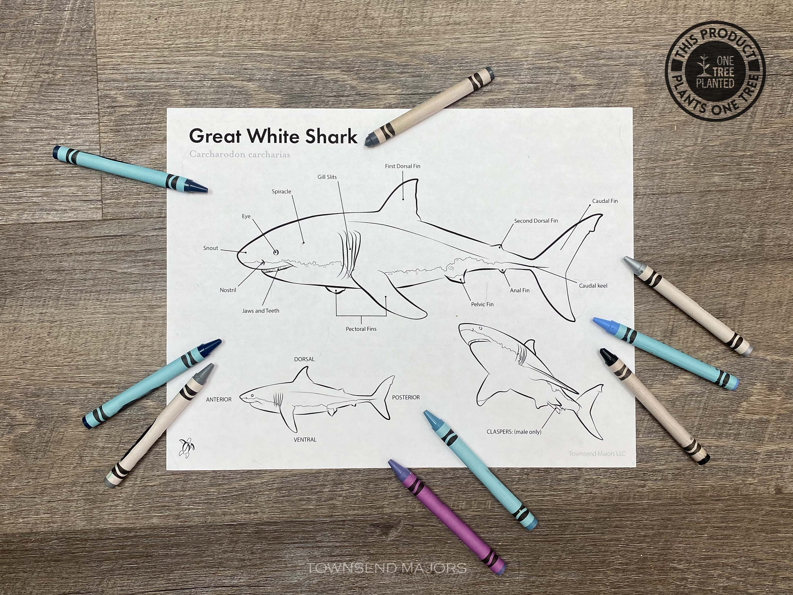 Great White Shark Coloring Pages, Printable Coloring Pages, Shark Art ...