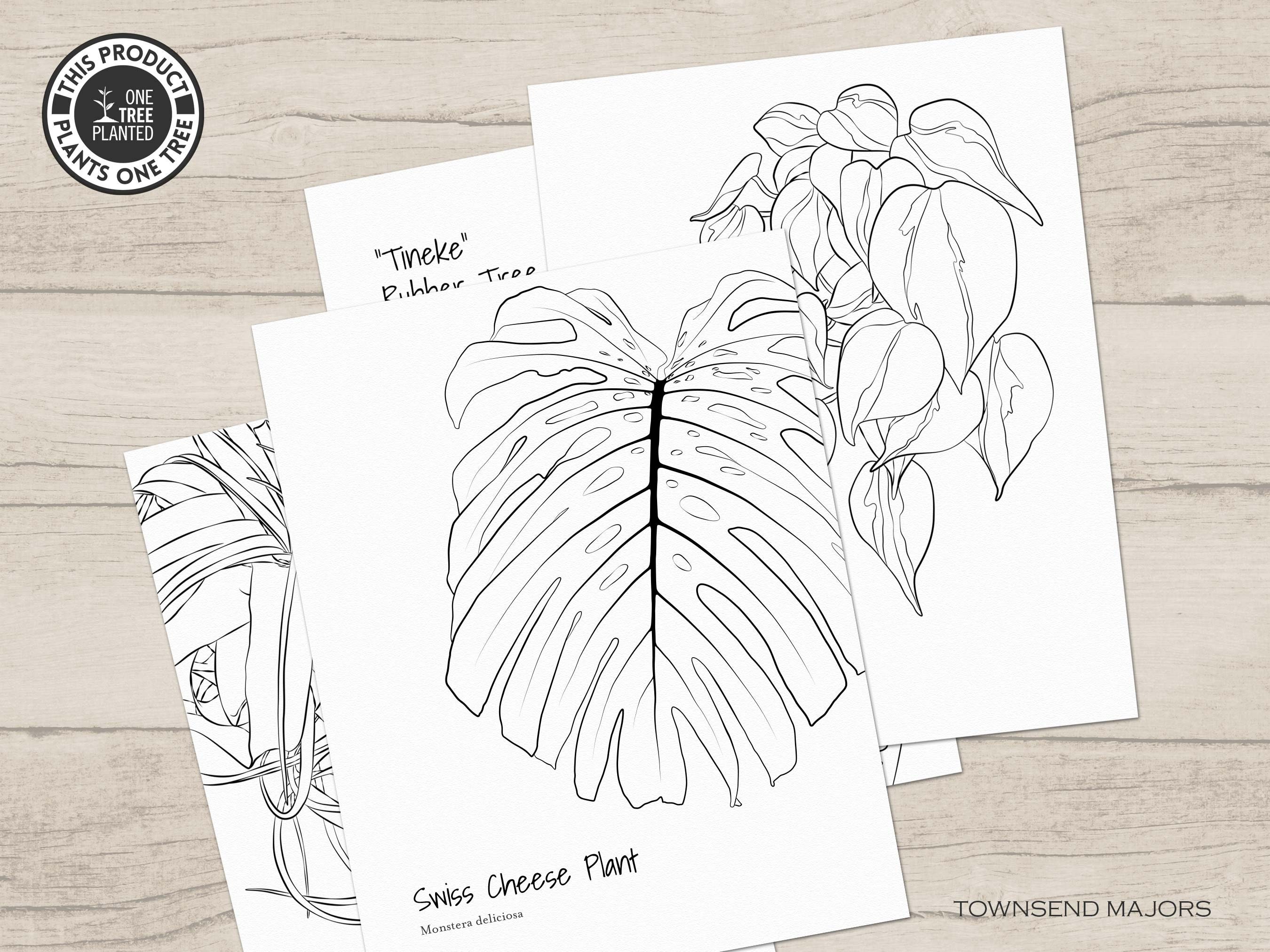 Houseplant Coloring Pages Plant Coloring Pages Kids Art - Etsy UK