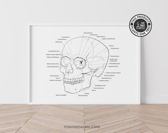 Skull Anatomy Printable Wall Art, Anatomical Skull Art, Human Anatomy Art, Human Skull Wall Art, Printable Wall Art, Instant Download