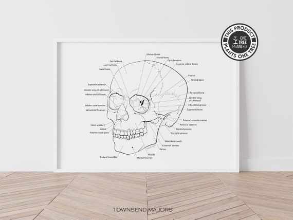 Skull Anatomy Printable Wall Art Anatomical Skull Art Human - Etsy