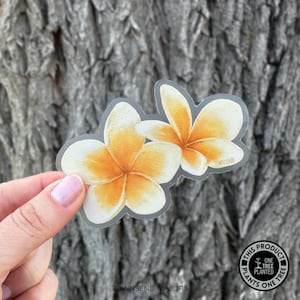 Double Plumeria Flower Sticker - Pretty Tropical Flower Stickers - Hawaii Flowers