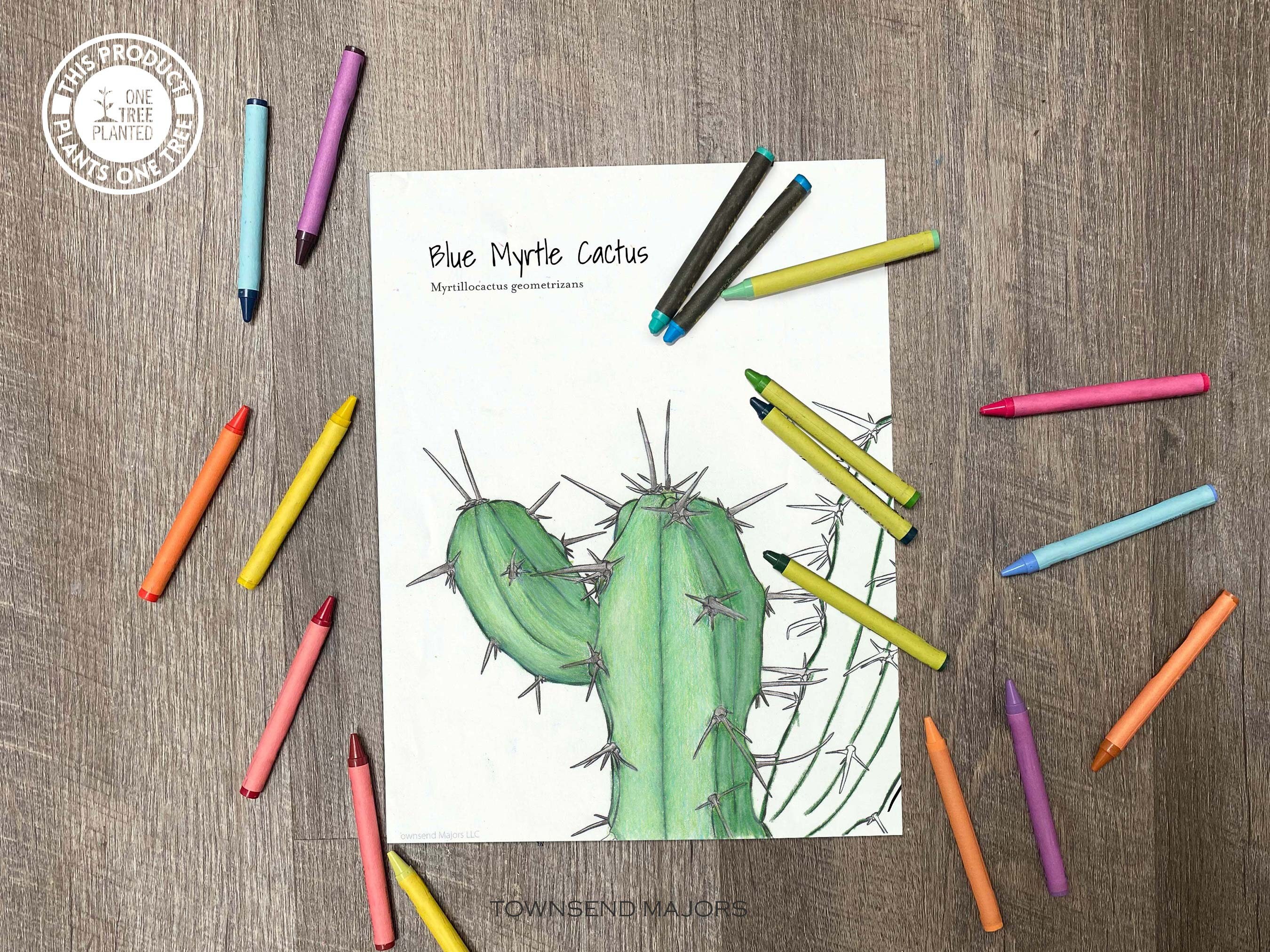 Houseplant Coloring Pages Plant Coloring Pages Kids Art - Etsy UK