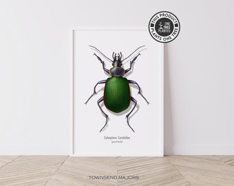Beetle Printable Wall Art, Entomology Print, Beetle Poster, Bug Art, Instant Download