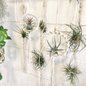 Op de afbeelding: Een verzameling van zes macramé plantenhangers met luchtplanten erin. De hangers zijn gemaakt van natuurlijke touw en hebben een houten kraal aan de bovenkant. De luchtplanten zijn groen en hebben lange, dunne bladeren.