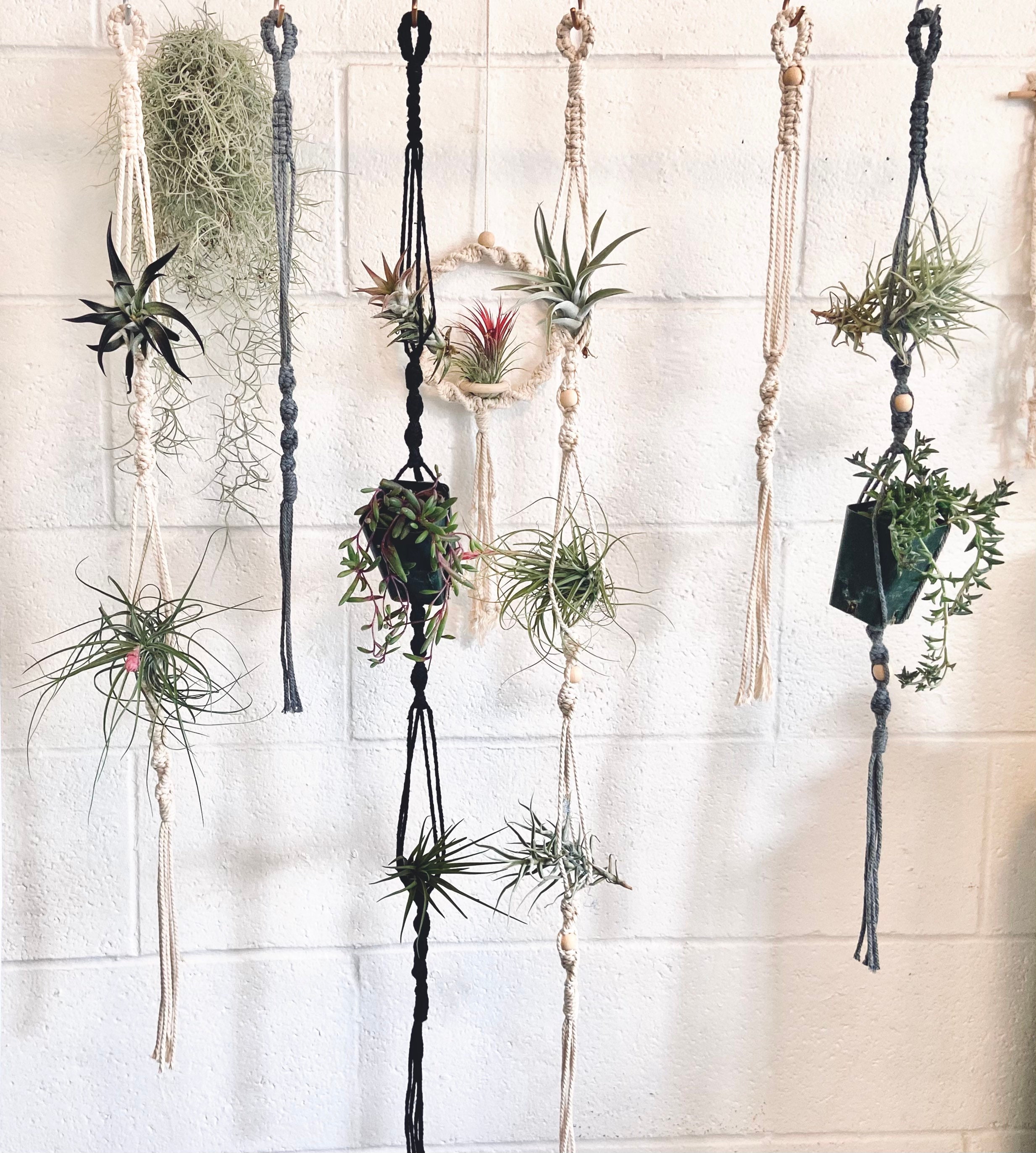 Dropship DIY Macrame Small Air Plant Hanger Kit to Sell Online at a Lower  Price