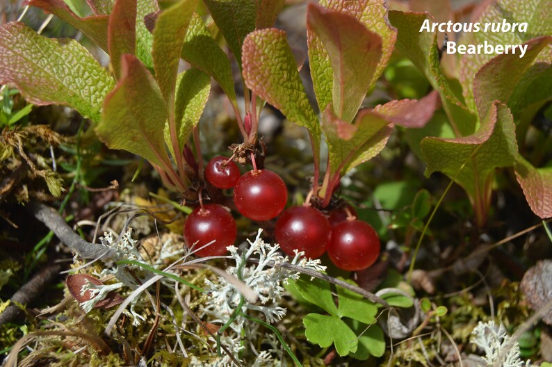 Arctous Ruber Alaska Berry Photographs (19) in Handmade Box - Etsy