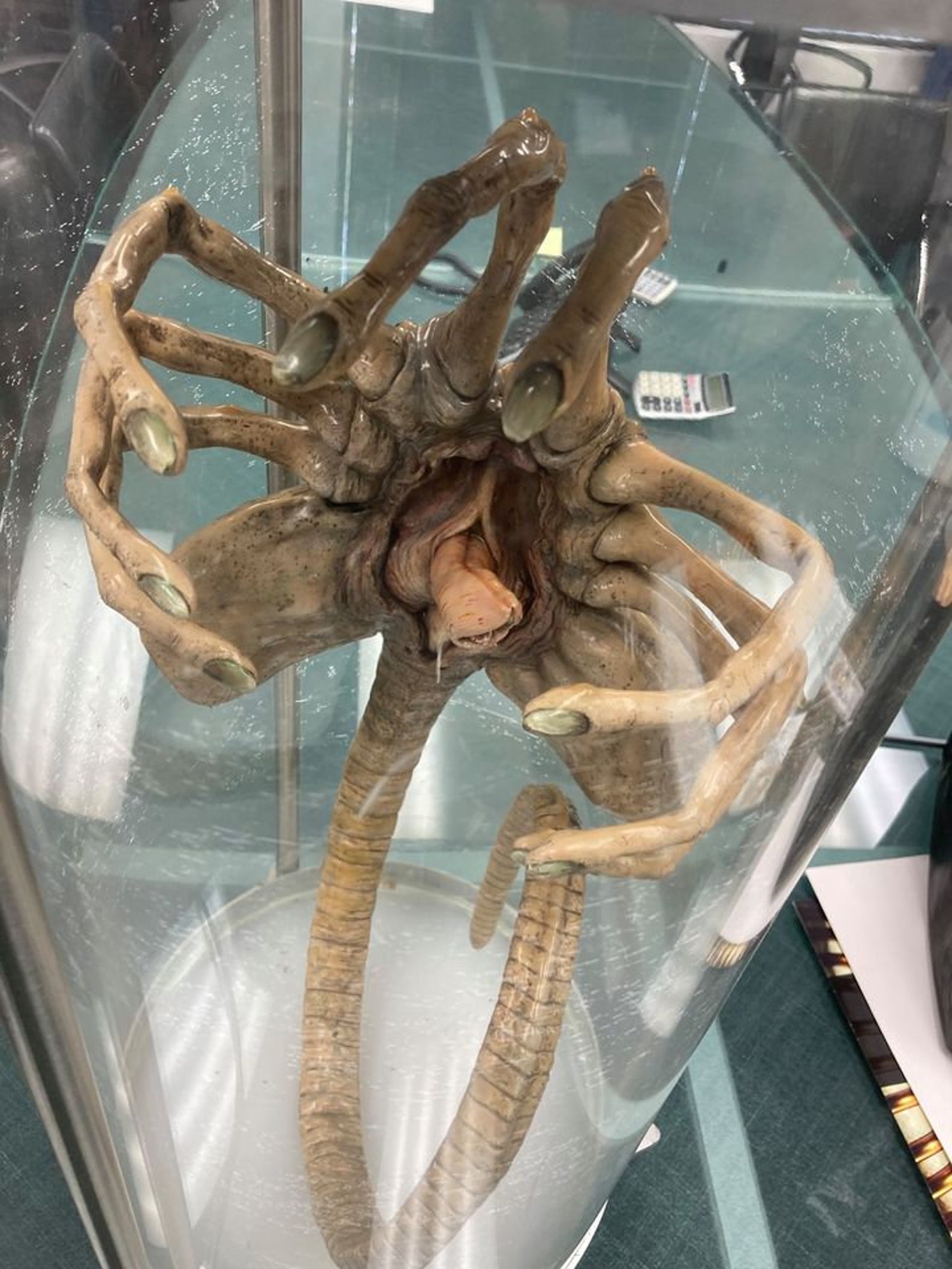 Original Iconic SFX Facehugger Giger Prop Used in the 1979 Etsy