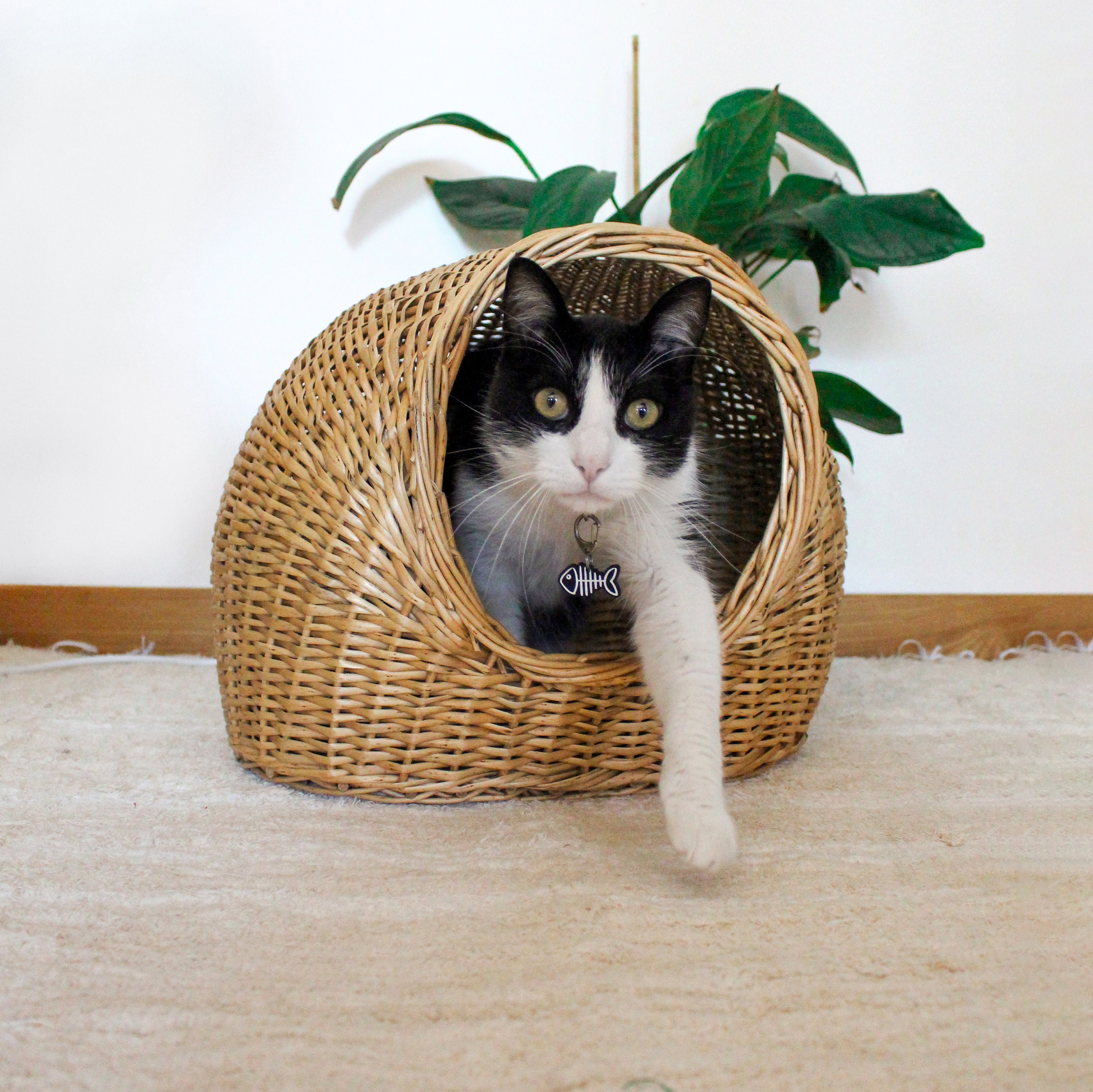 Whisker city top wicker cat dome