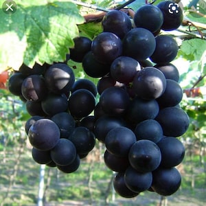 Famous Japanese Kyoho grape plant