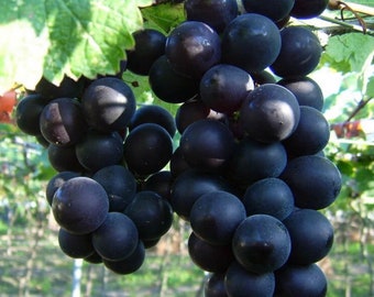 Famous Japanese Kyoho grape plant