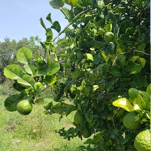 Kaffir Lime Leaf fresh 1 ounce