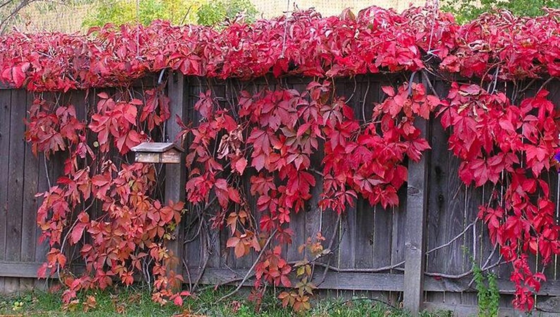 Privacy Fence Virginia Creeper/parthenocissus/ 20 Ft Climber Etsy