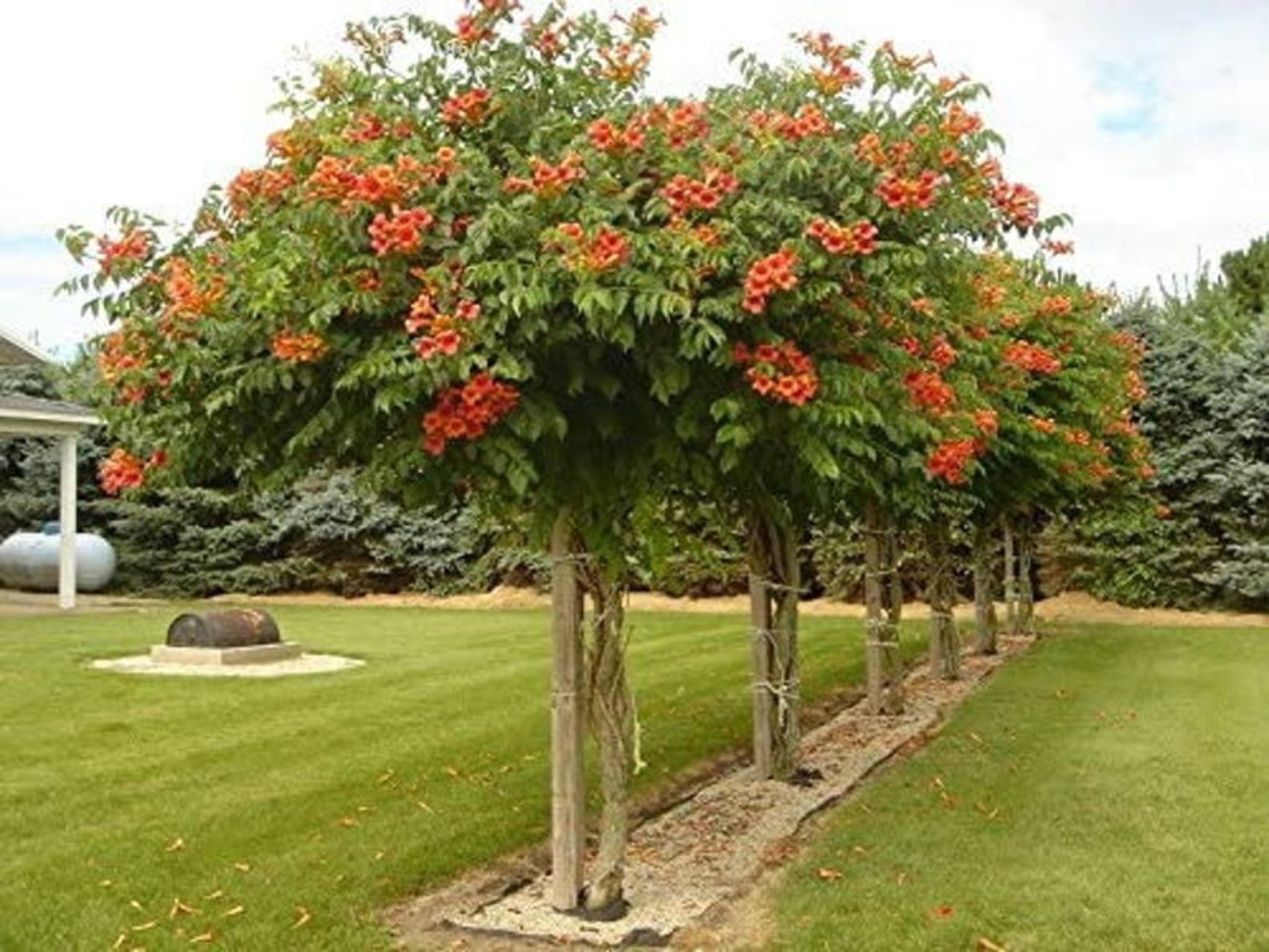 Privacy Fence Trumpet Vine Campsis Radicans Showy Orange Etsy