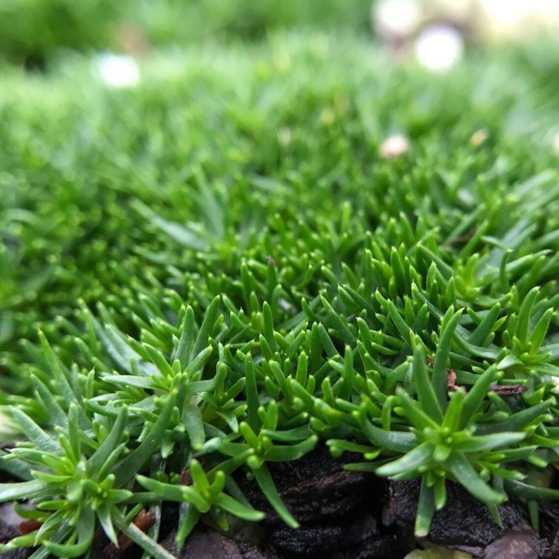 Irish Moss Pearlwort Soft Barefoot Ground Cover 2000 Seeds Etsy
