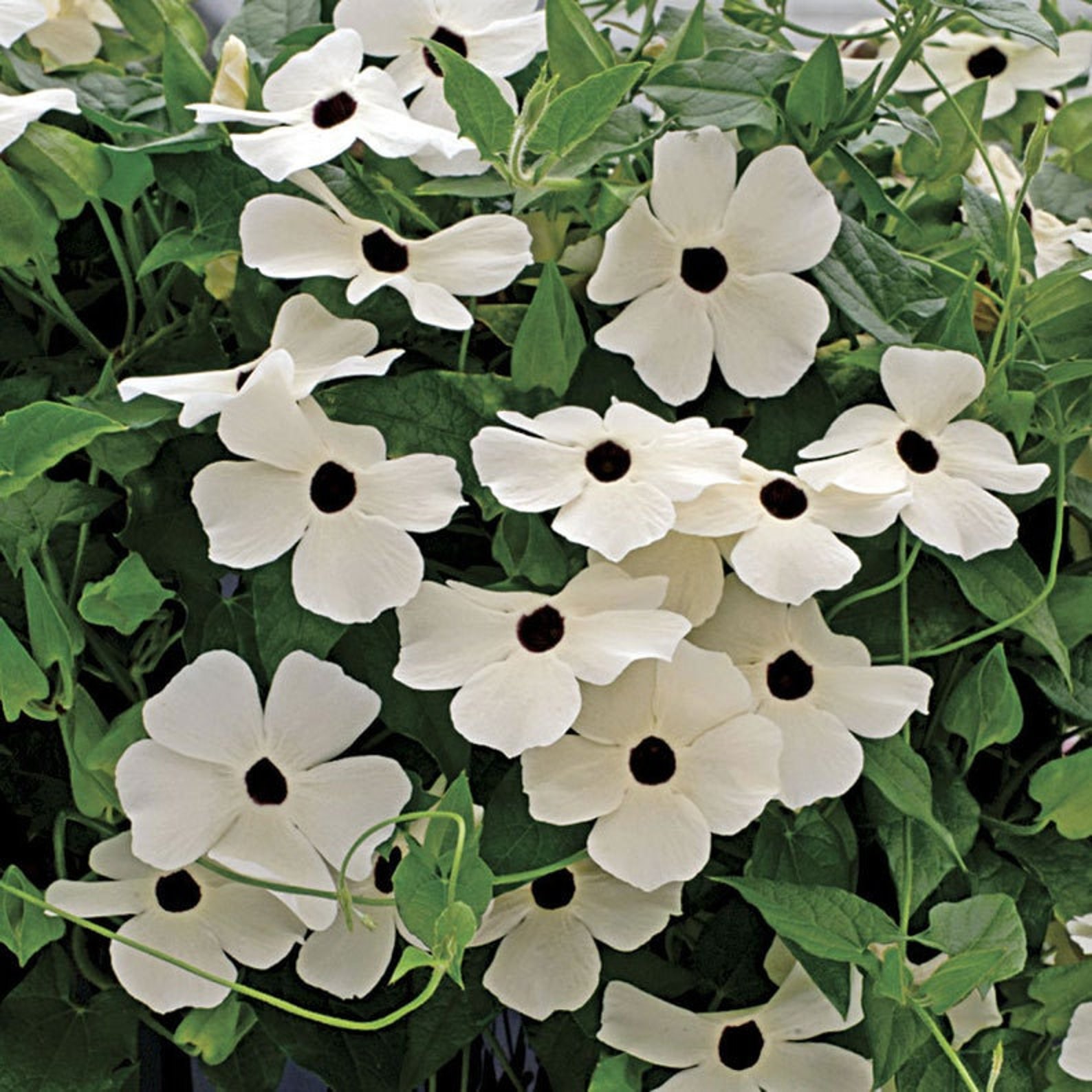 Black Eyed Susan Vine Blushing Susie Seeds Etsy