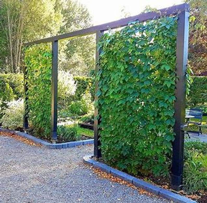 Privacy Fence Virginia Creeper/parthenocissus/ 20 Ft Climber Etsy
