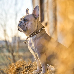 Zeckenhalsband / EM-Keramik-Halsband für Hunde Bild 3