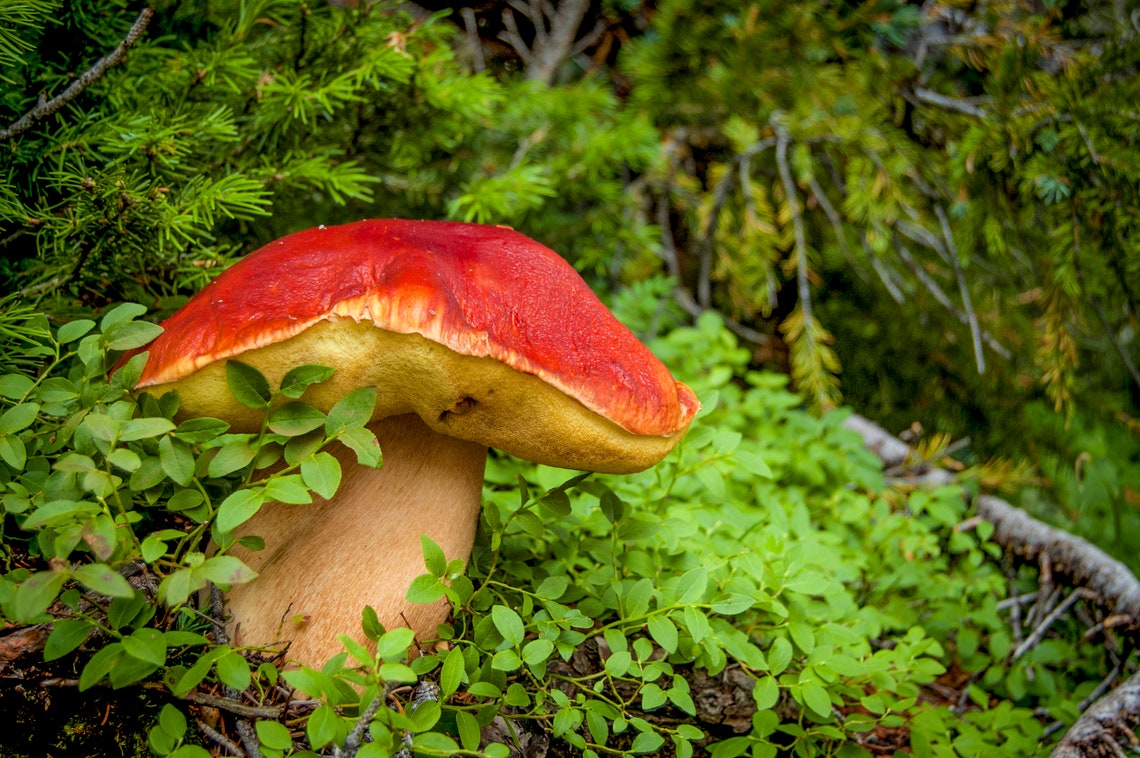 Mushroom Boletus Rubriceps Aspen Colorado USA Etsy