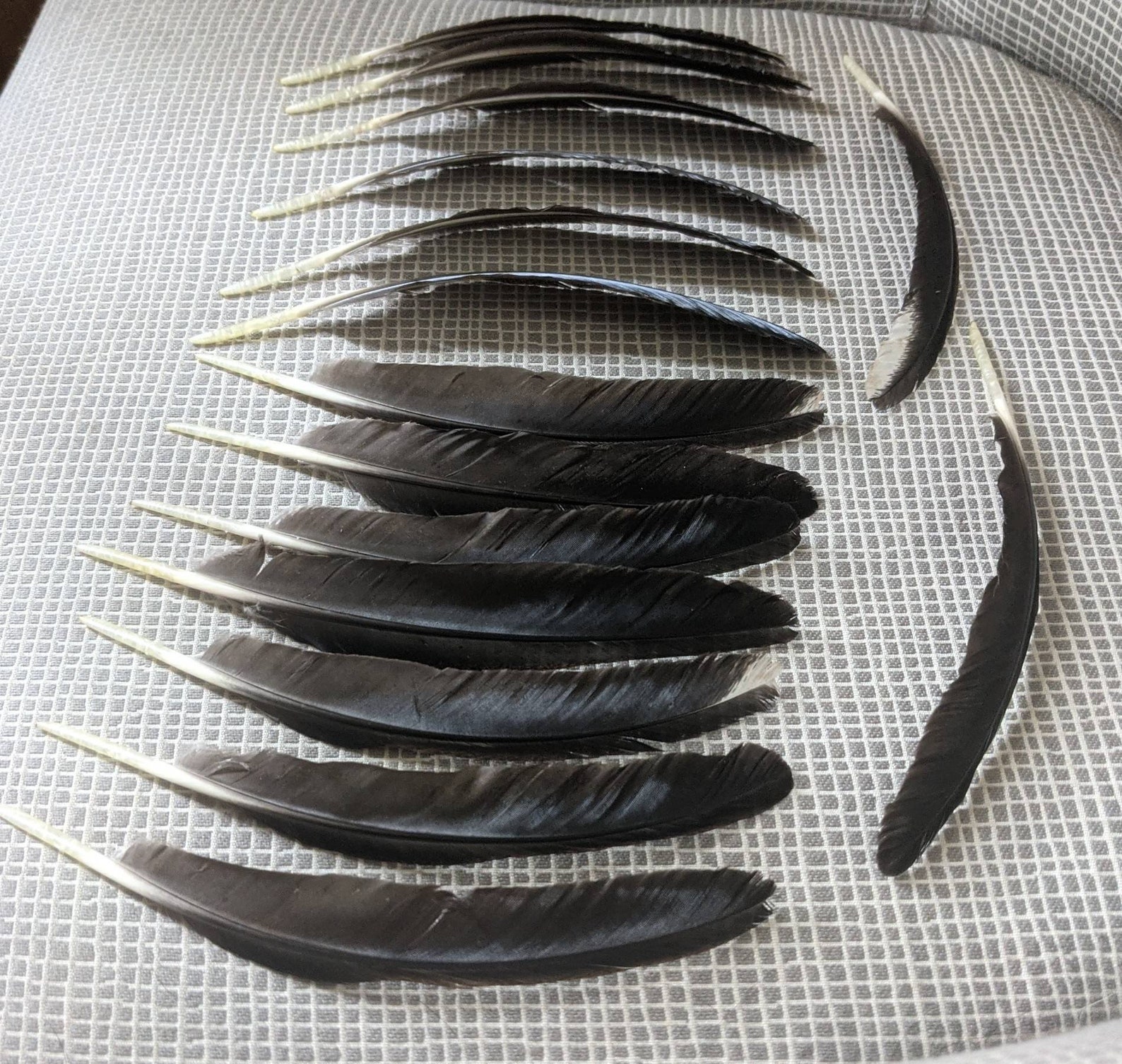 15 black chicken flight feathers with thin brown edge Etsy