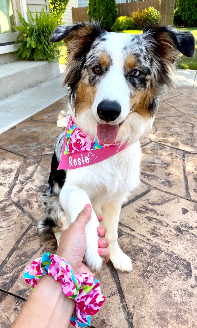 Personalized Over the Collar Dog Bandanas Etsy