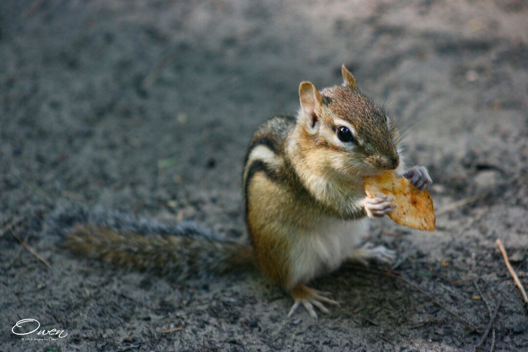Chipmunk Adirondacks New York State Nature Outdoors Available in