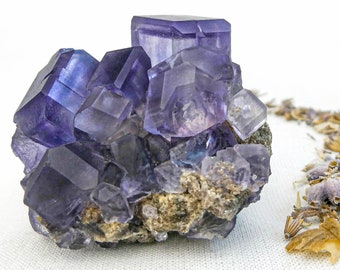Könnte beinhalten: Eine Ansammlung von durchscheinenden, tiefvioletten, würfelförmigen Fluoritkristallen auf einer rauen, graubraunen Mineralmatrix. Die Kristalle weisen scharfe geometrische Kanten und verschiedene Violetttöne auf, begleitet von getrocknetem Lavendel.