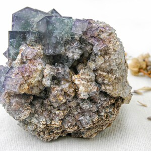 K&ouml;nnte beinhalten: Ein Cluster aus violetten und gr&uuml;nen Fluoritkristallen in einer rauen, braunen Matrix. Die Kristalle sind w&uuml;rfelf&ouml;rmig und haben einen glasartigen Glanz.
