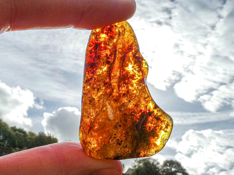 Amber Specimen With Fossilised Plant Matter From Ukraine • Rare ...