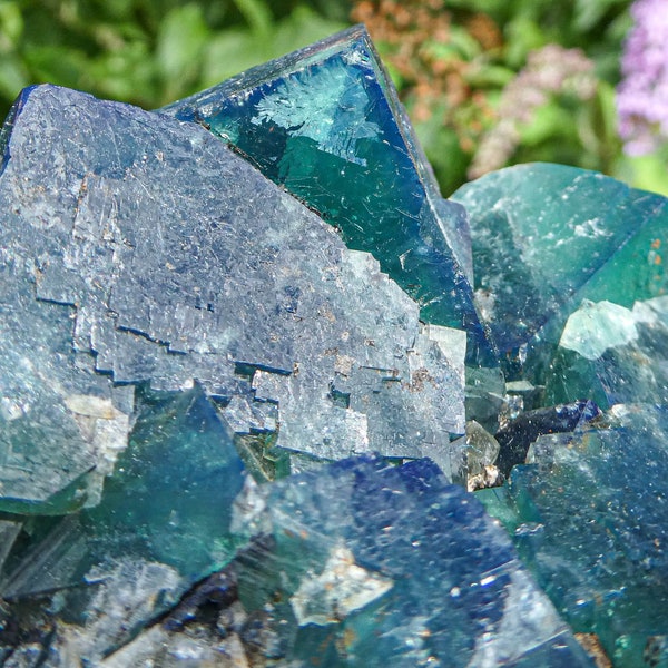 Green Fluorite Specimen from the Hidden Forest Pocket, Diana Maria Mine, Weardale • Rare Large Crystals with Fluorescence