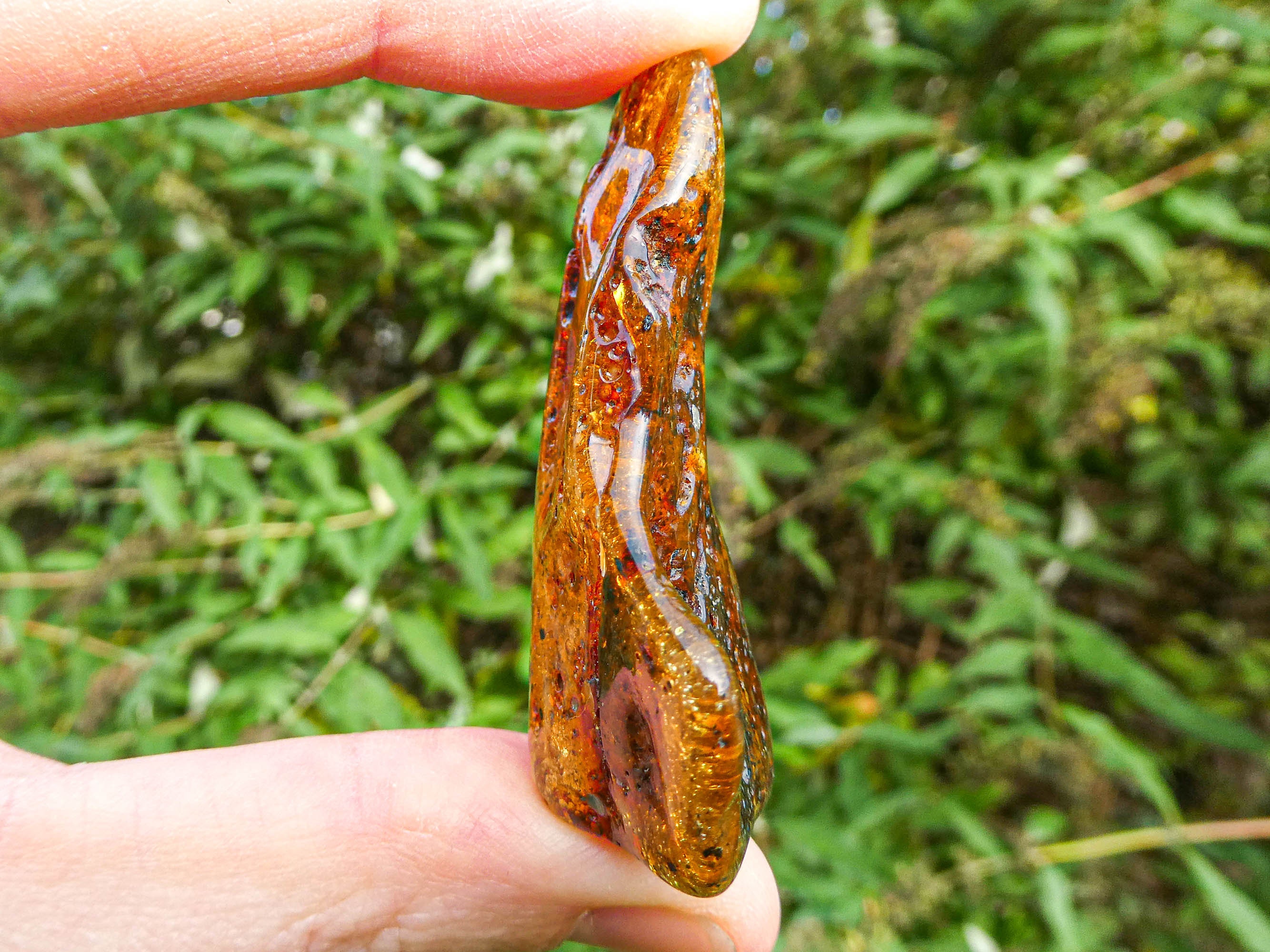 Amber Specimen With Fossilised Plant Matter From Ukraine • Rare ...