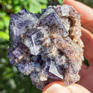 K&ouml;nnte beinhalten: Ein Cluster aus violetten Fluoritkristallen mit kubischer Form. Die Kristalle sind durchscheinend und haben einen leichten Schimmer. Der Fluorit ist in eine Matrix aus braunem und wei&szlig;em Gestein eingebettet.