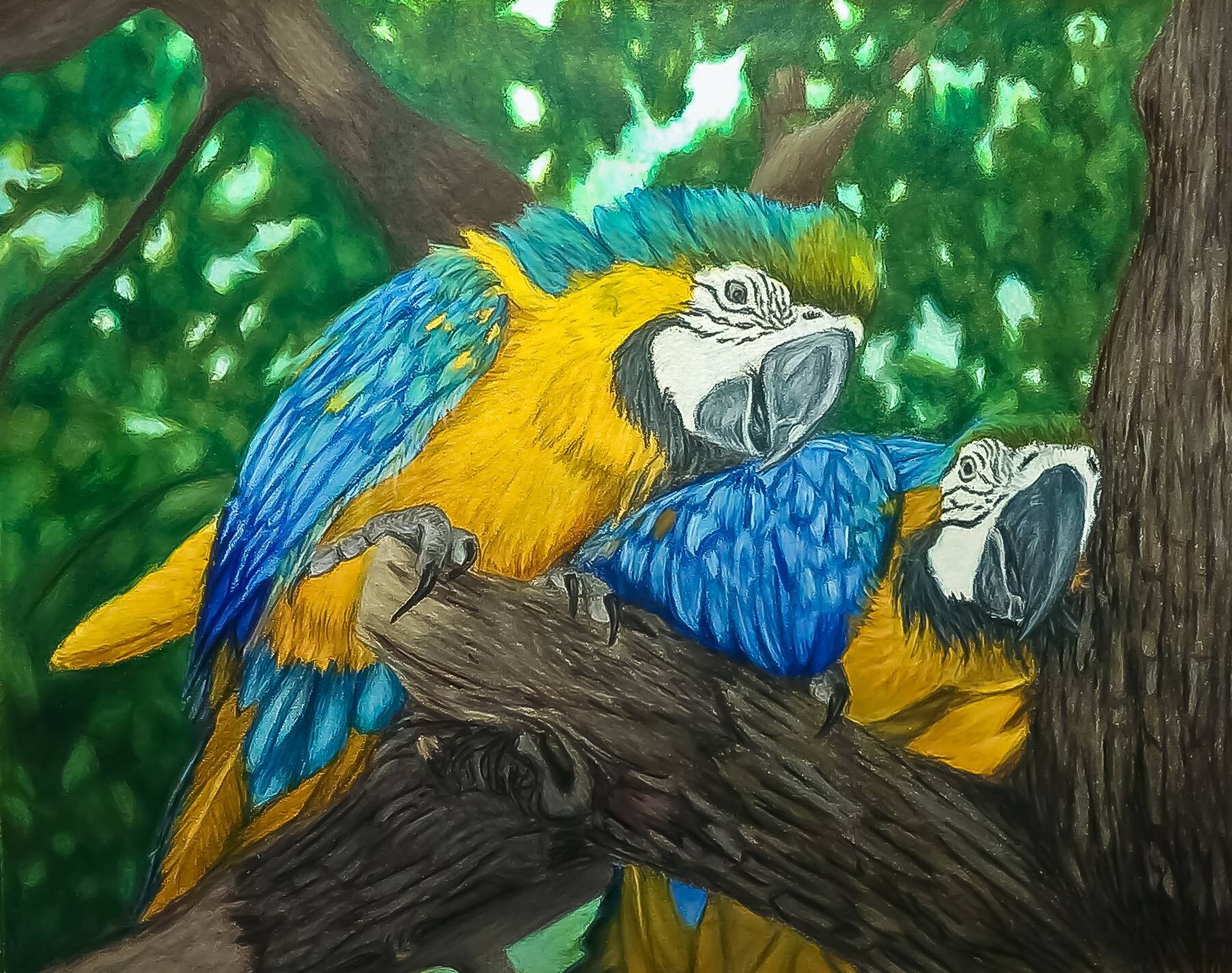 Parrot Coloured Pencil Drawing unframed Etsy