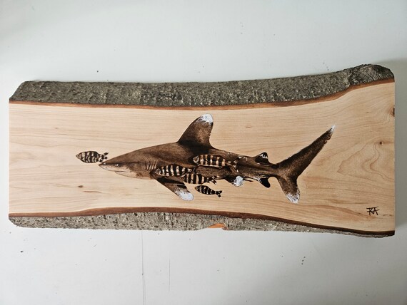Oceanic Whitetip Shark Wood Burning Pyrography Art "Curious"
