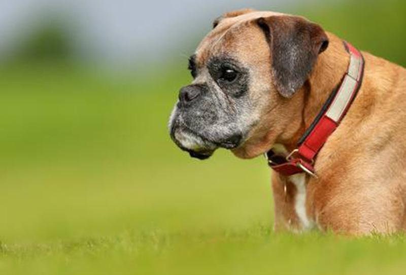 Boxer Dog 5D Diamond Painting Art Kit Full Square Round Etsy