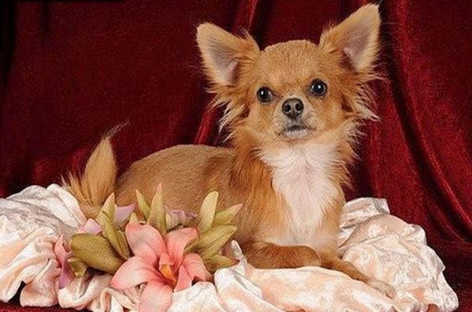5D DIY Chihuahua Dog Diamond Art Painting Kit Full Square | Etsy