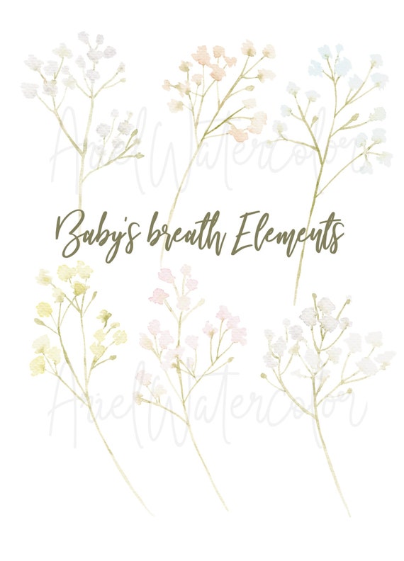 Watercolor Baby S Breath Floral Clipart Png Files Hand Etsy Ireland