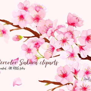 Watercolor Sakura Clipart, png files, hand painted, cherry blossom, gold anther