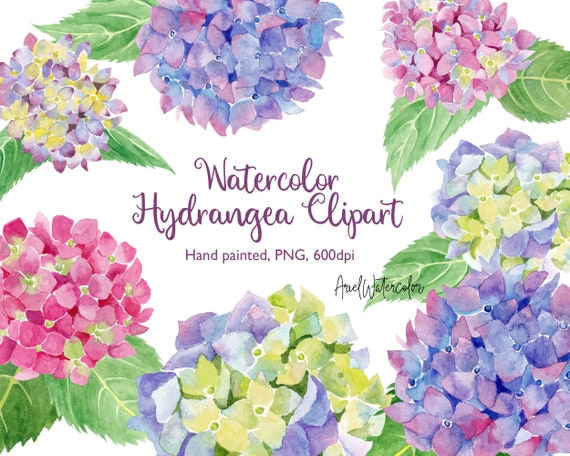Watercolor Hydrangea Clipart, PNG files, Hand painted, 600dpi, border, frame, wedding card